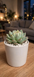 Echeveria Yellow Shade (Bare Rooted)