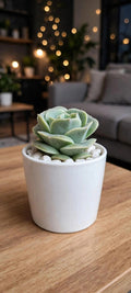 Graptoveria Lovely Rose (Bare Rooted)