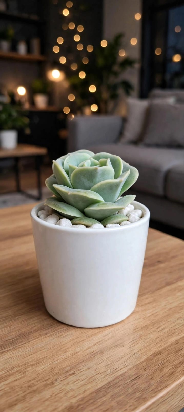 Graptoveria Lovely Rose (Bare Rooted)