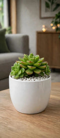 Sedeveria Letizia (Bare Rooted)