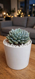 Echeveria Setosa  (Bare Rooted)