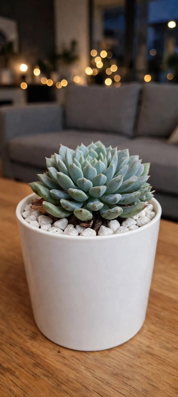 Echeveria Setosa  (Bare Rooted)
