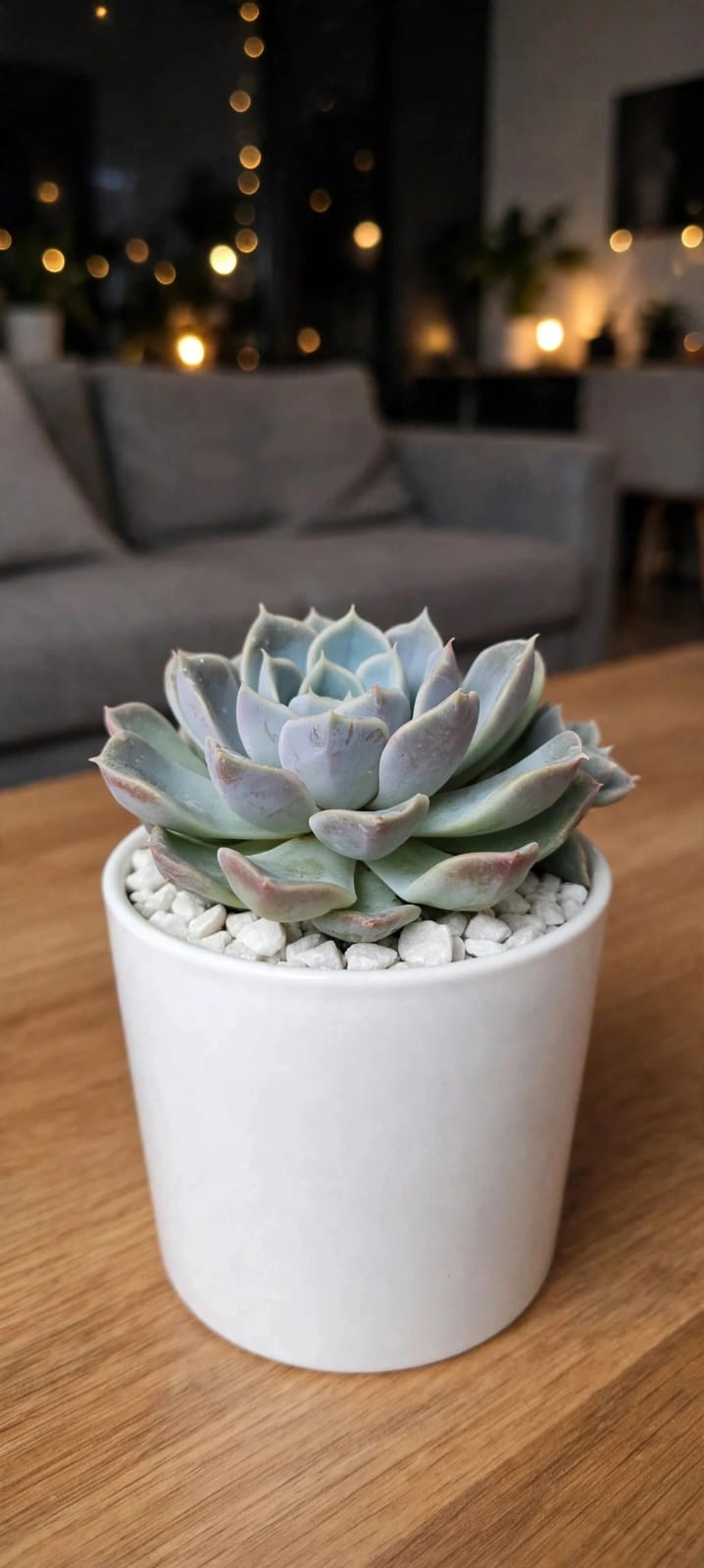 Echeveria Sky Blue (Bare Rooted)