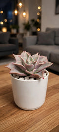 Echeveria Madiba Pink (Bare Rooted)