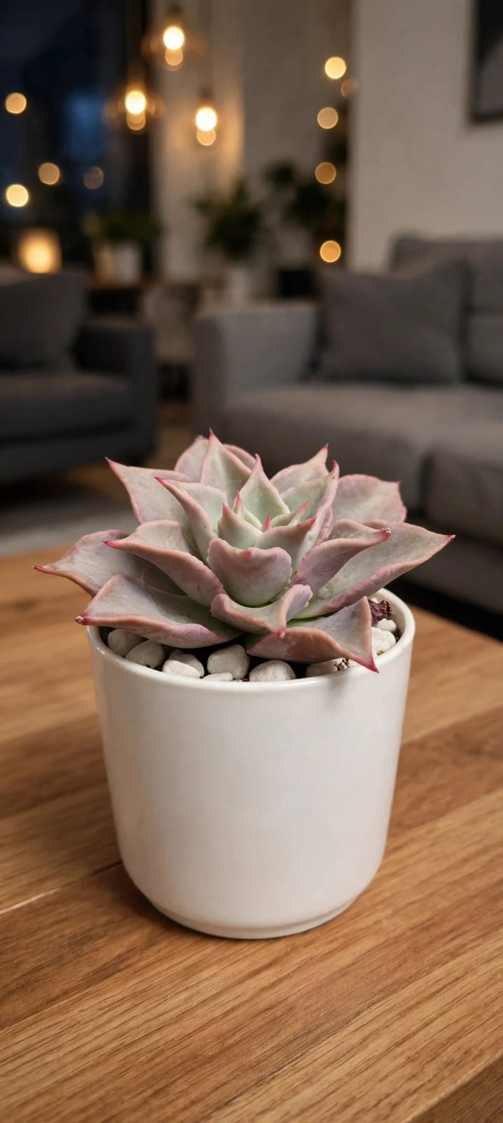 Echeveria Madiba Pink (Bare Rooted)