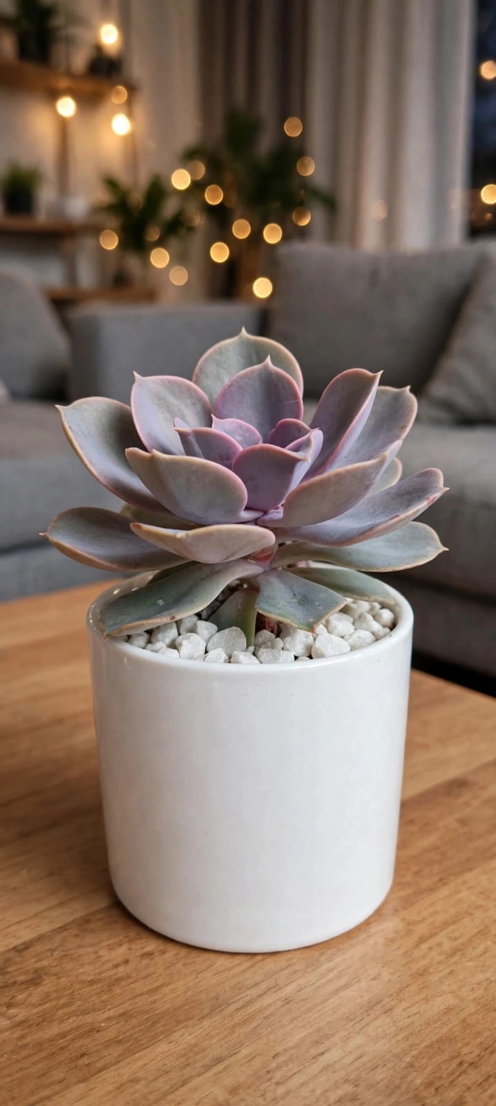 Echeveria OnSlow (Bare Rooted)