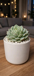 Echeveria Elegans (Bare Rooted)