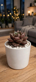 Echeveria Dionysos (Bare Rooted)