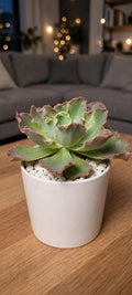 Echeveria Frill Curls (Bare Rooted)