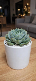 Echeveria Green  (Bare Rooted)