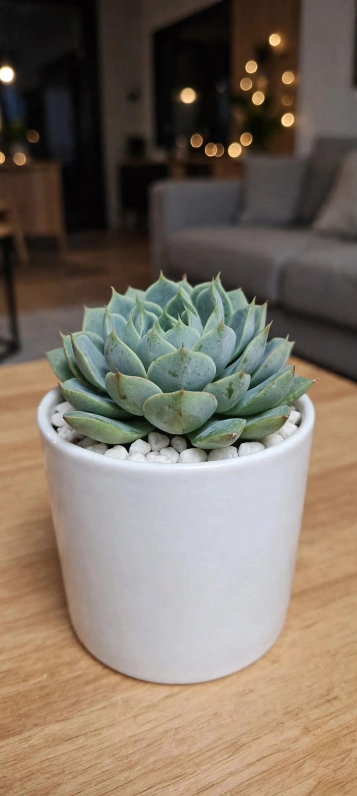 Echeveria Green  (Bare Rooted)