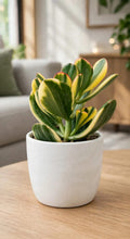 Variegated Jade Plant (Bare Rooted)