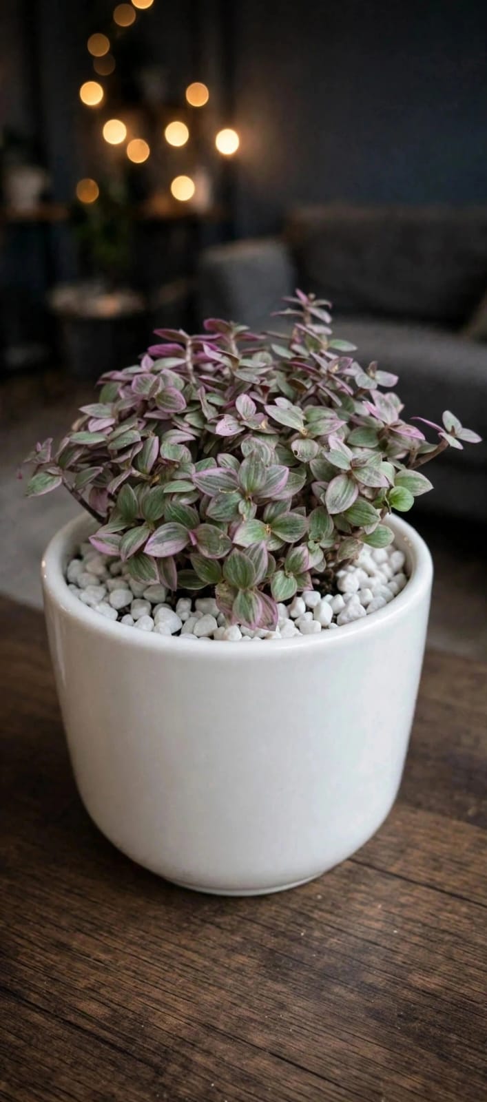 Purple Callisia Repens Turle (Bare Rooted)