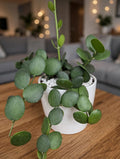 String of coins (Bare Rooted)