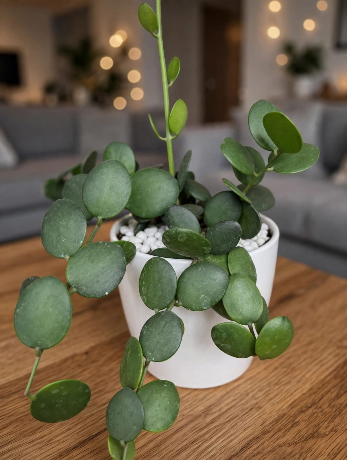 String of coins (Bare Rooted)