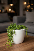 String of Pearls (Bare Rooted)