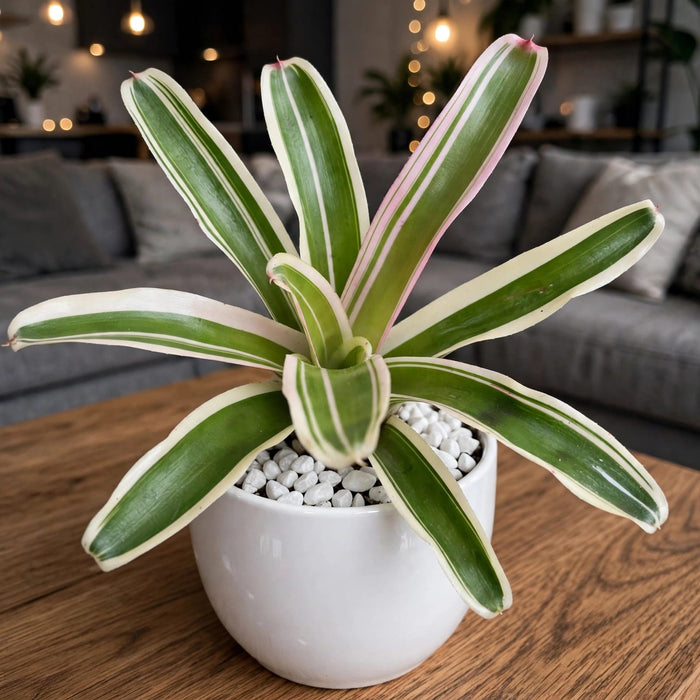 Variegated Neoregelia bromeliad (Bare Rooted)