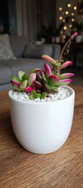 Pink Anacampseros Rufescens (Bare Rooted)