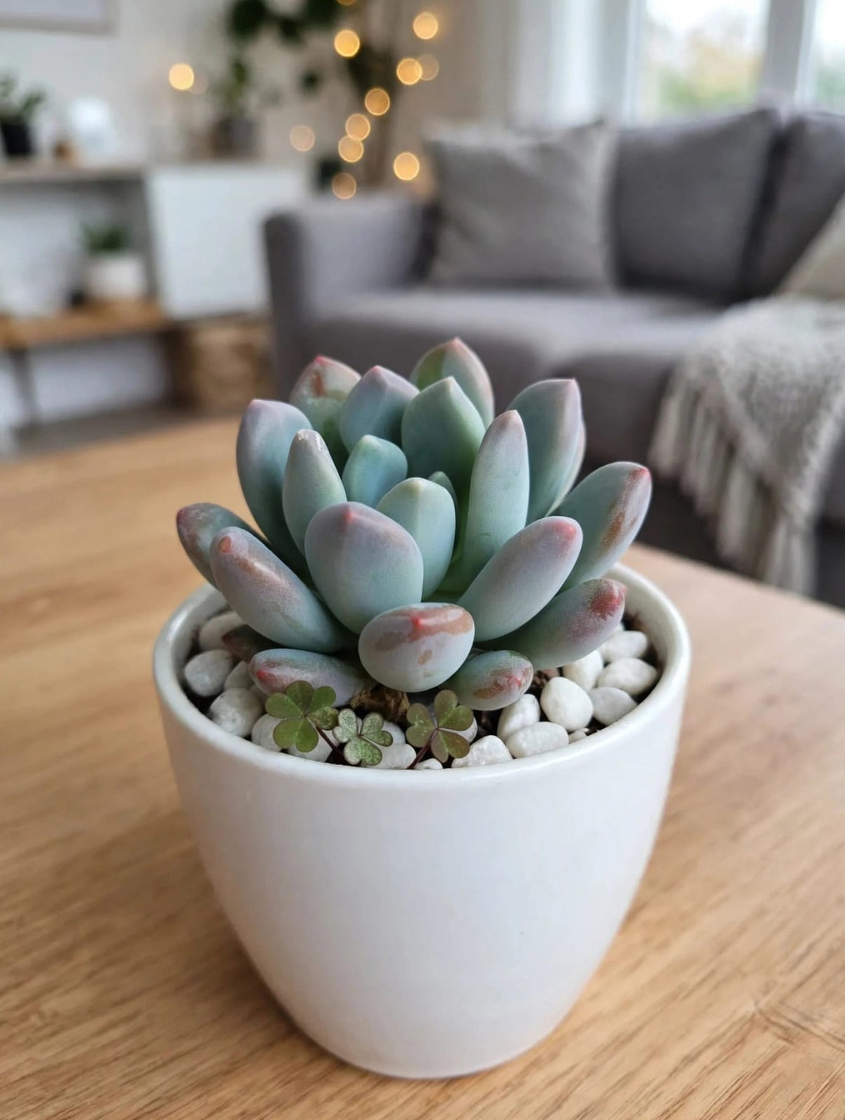 Red Tip Moonstone (Bare Rooted)