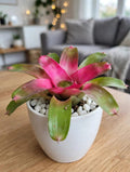 Pink And Green Bromeliad (Bare Rooted)