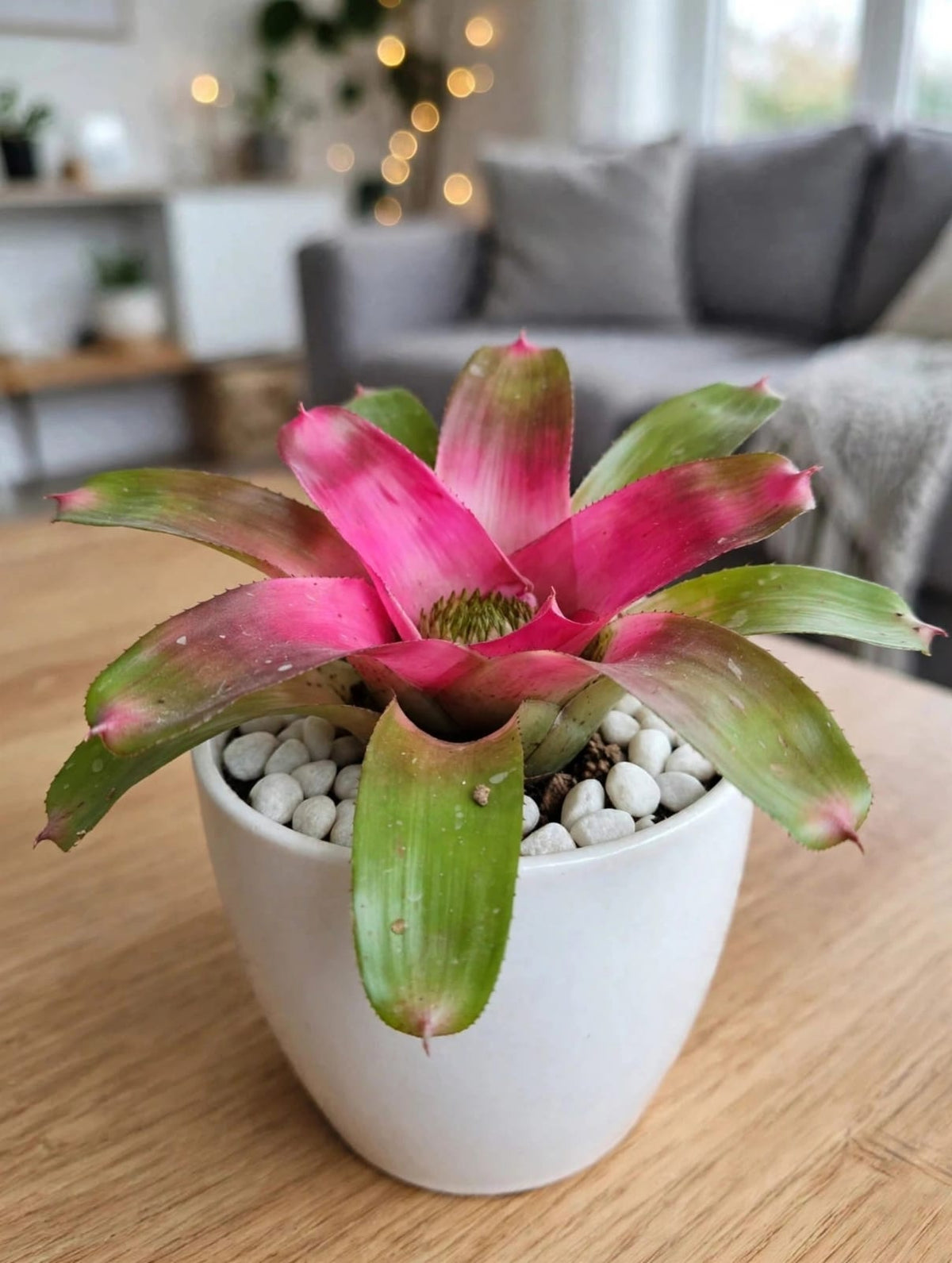 Pink And Green Bromeliad (Bare Rooted)