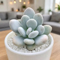 Moonstone (Bare Rooted)
