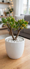 Mini Jade 2 (Bare Rooted)