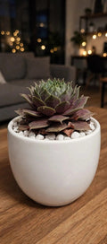 pink Sempervivum (Bare Rooted)