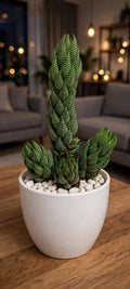 Haworthia Reinwardtii (Bare Rooted)