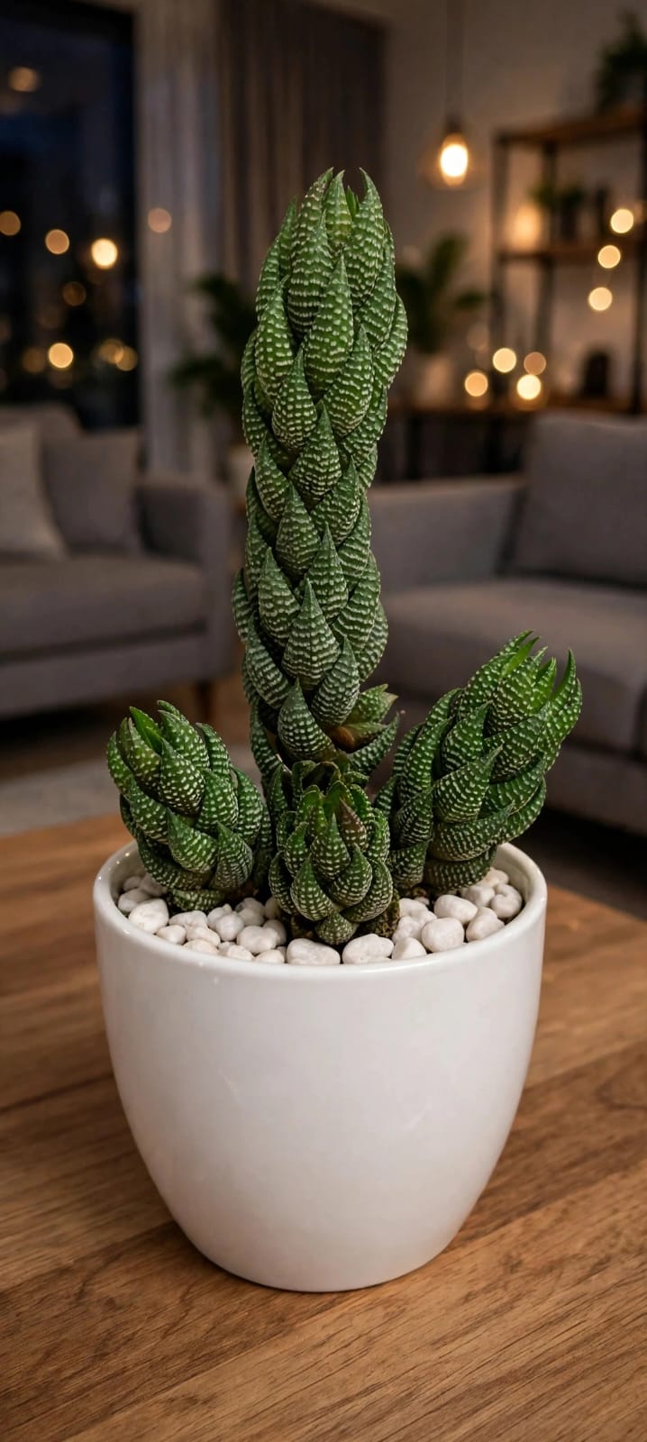 Haworthia Reinwardtii (Bare Rooted)