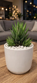 Haworthia Zebra Long (Bare Rooted)