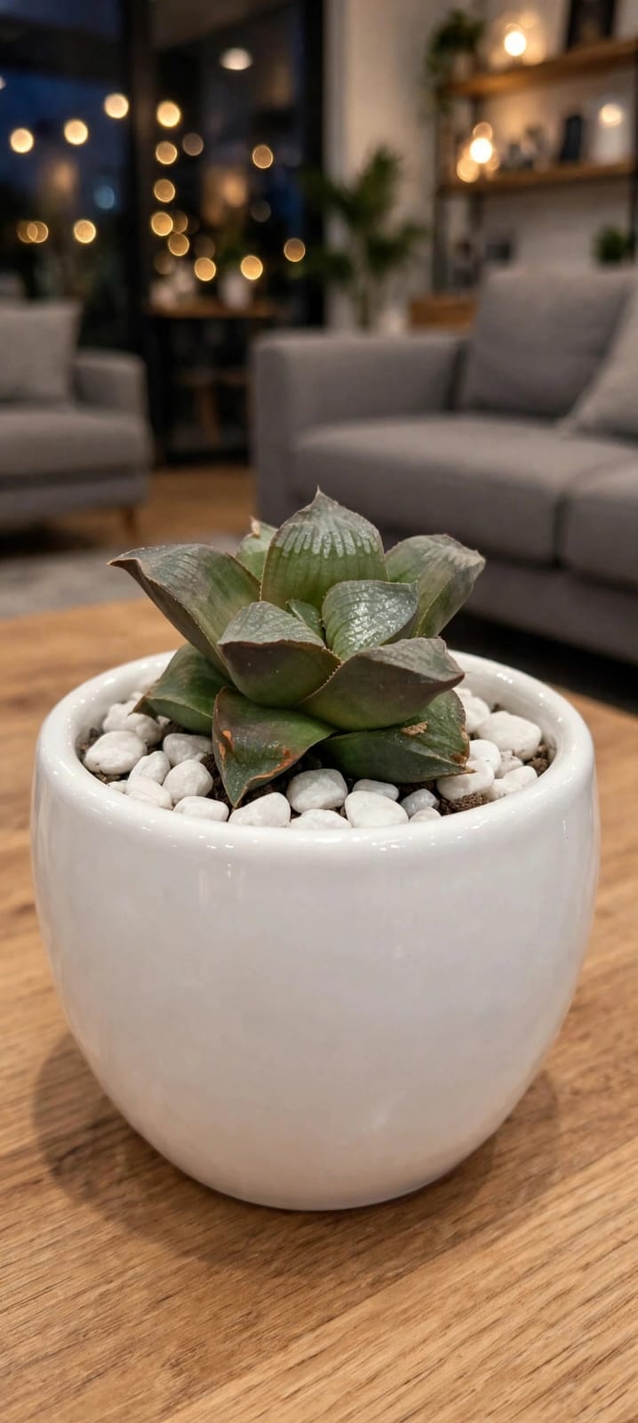 HAWORTHIA-MIRABILIS (Bare Rooted)