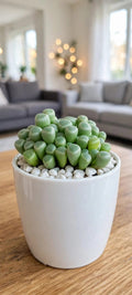 Fenestraria Baby Toes (Bare Rooted)