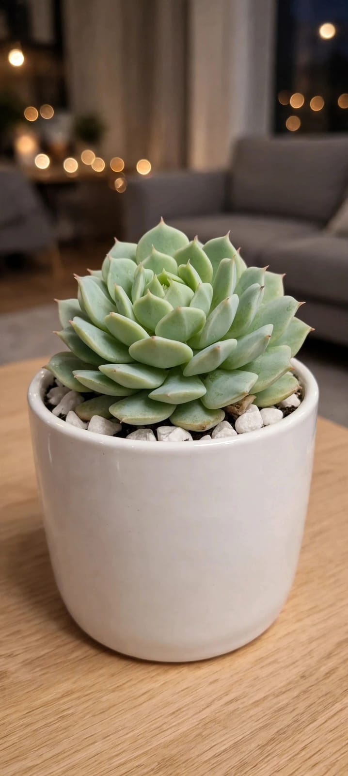 Echeveria Cream Rose (Bare Rooted)