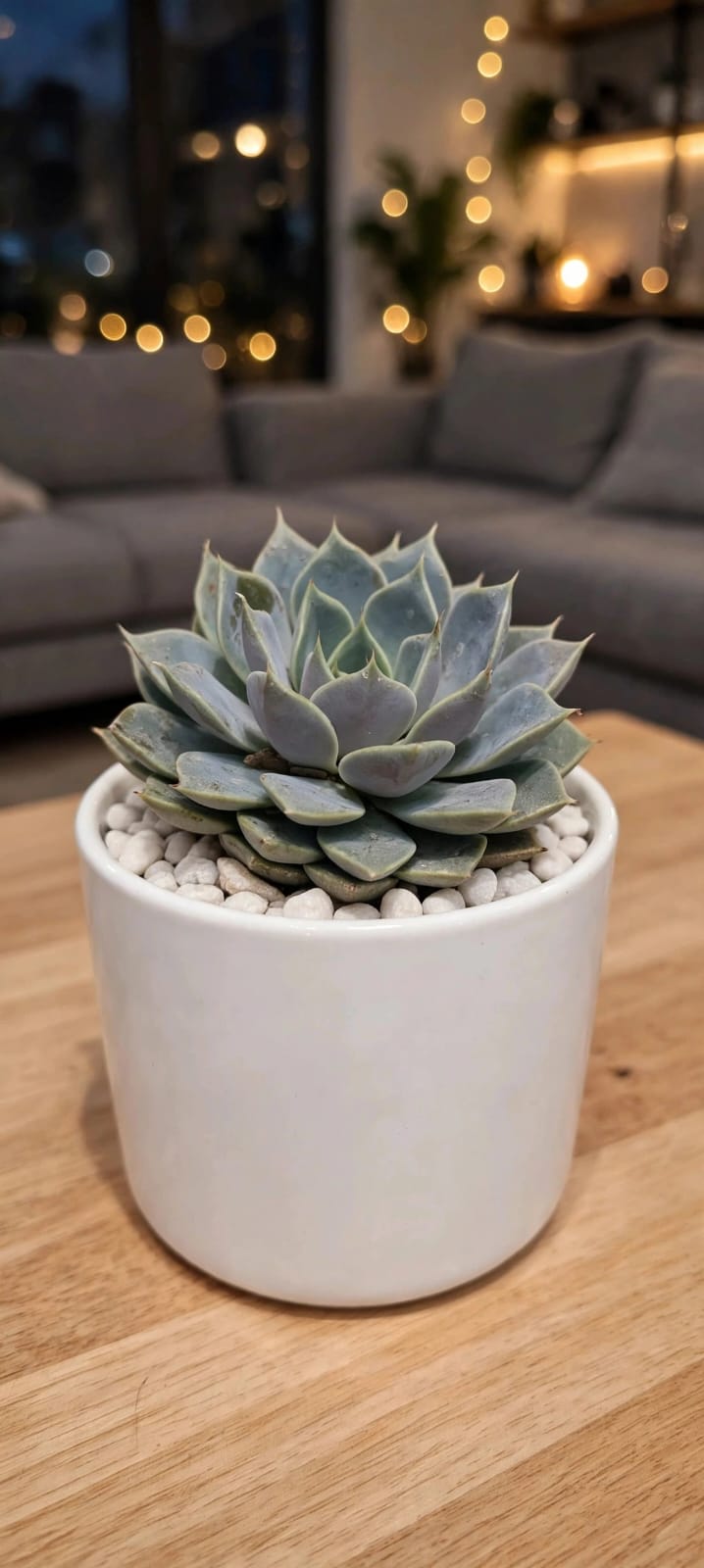 Echeveria Brown (Bare Rooted)