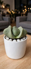Lithops 1 (Bare Rooted)