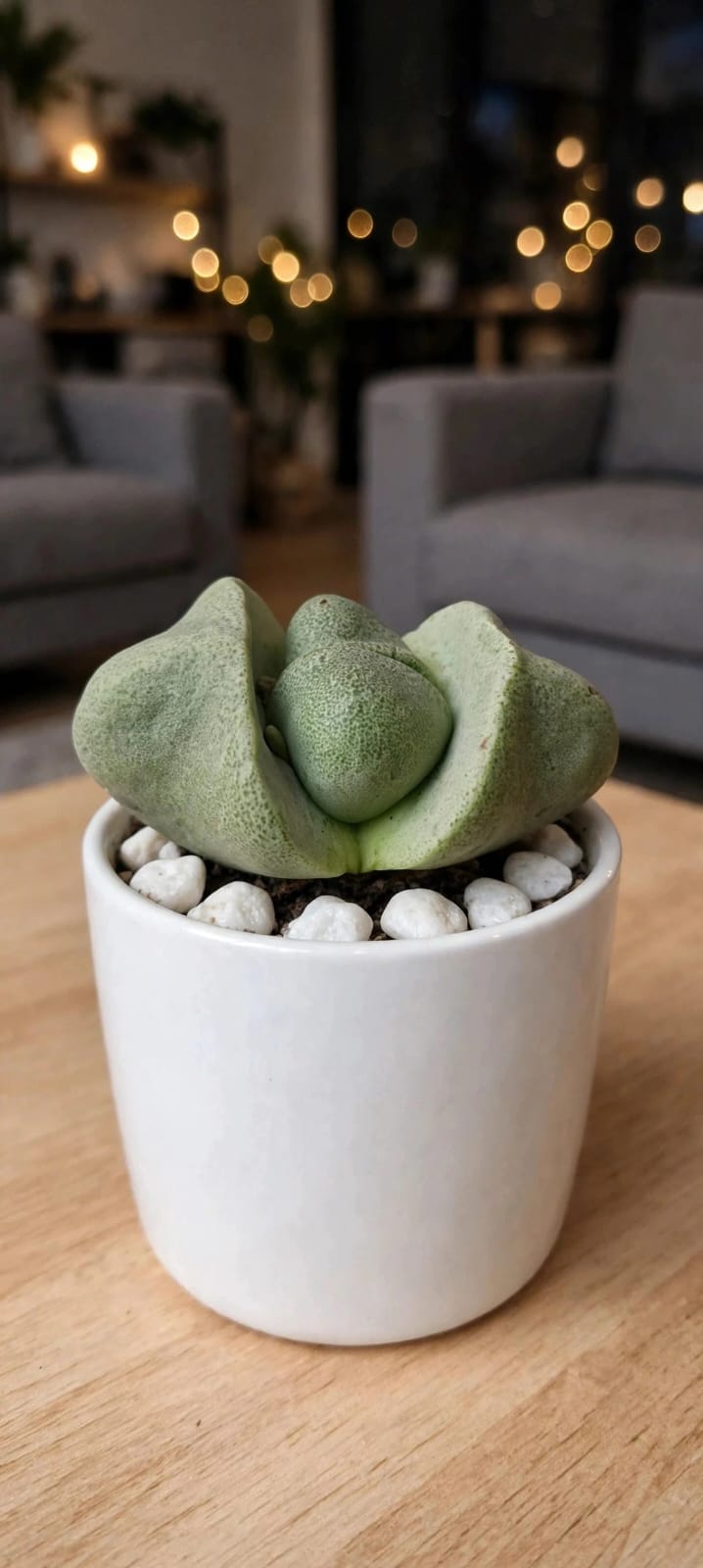 Lithops 1 (Bare Rooted)