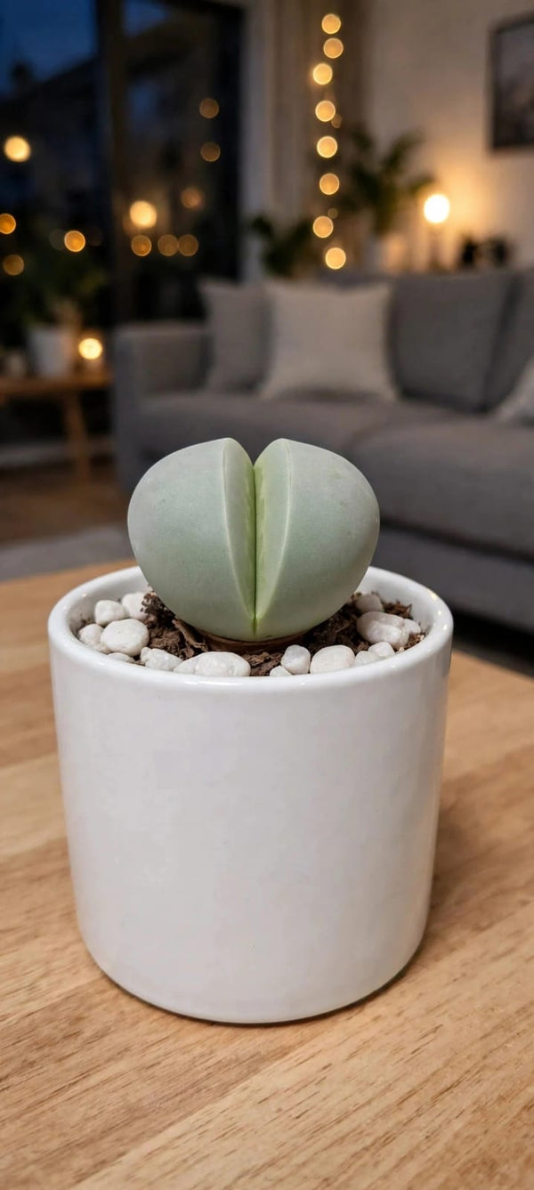 Lithop (Bare Rooted)