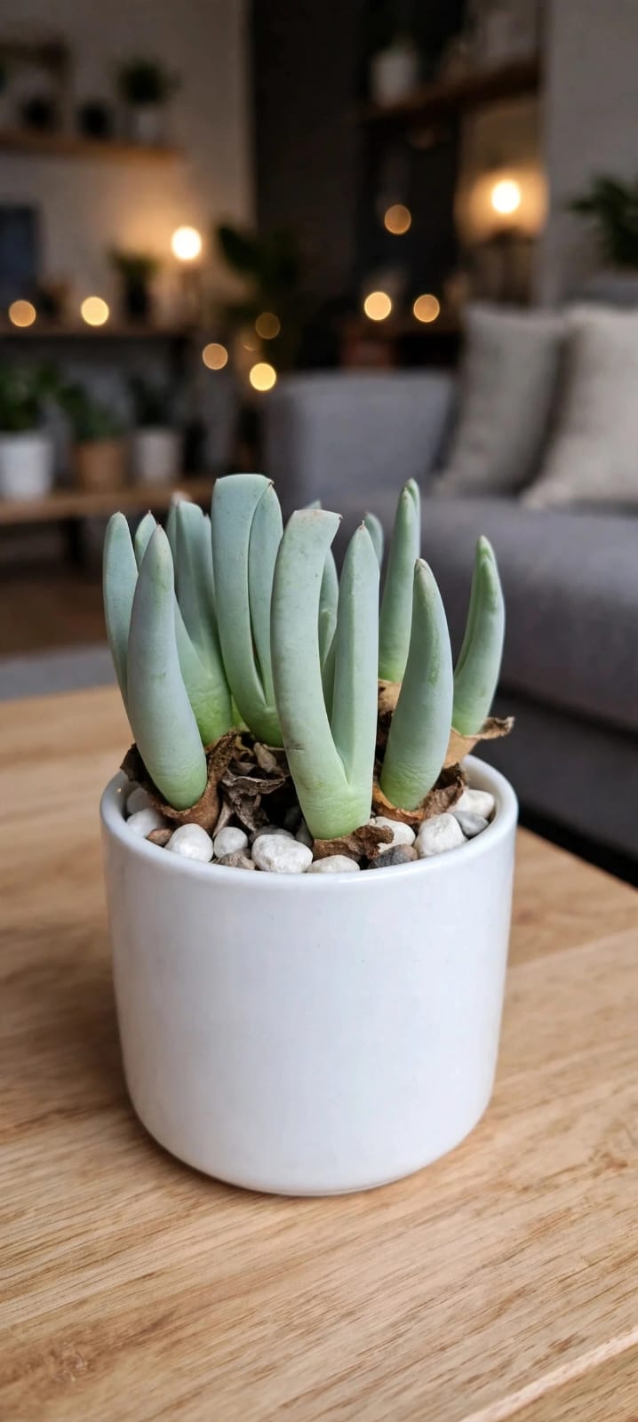 Cheiridopsis denticulata (Bare Rooted)