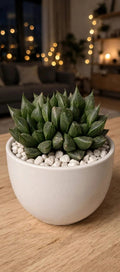 Haworthia Pygmaea (Bare Rooted)