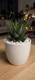 Haworthiopsis Attenuata (Bare Rooted)