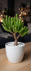 Crassula-Ovata-Gollum (Bare Rooted)