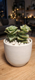 Crassula Tom Thumb Perforata (Bare Rooted)