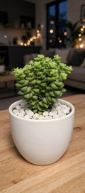 Crassula rupestris 'Tom Thumb (Bare Rooted)