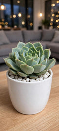 Echeveria Green 2 (Bare Rooted)