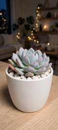 Echeveria Blue (Bare Rooted)