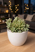 Echeveria prolifica (Bare Rooted)