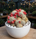 MAMMILLARIA-SPP (Bare Rooted)