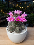 Mammillaria Zeilmanniana (Bare Rooted)
