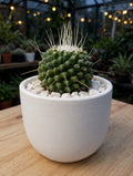 Mammillaria Obconella (Bare Rooted)